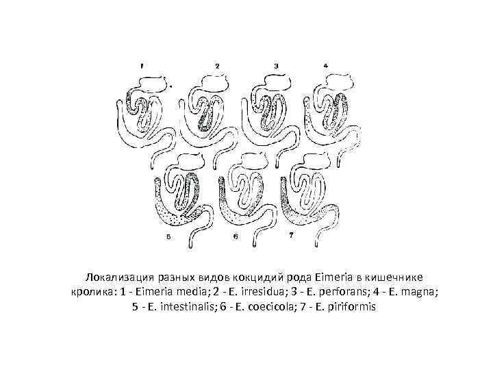 Локализация разных видов кокцидий рода Eimeria в кишечнике кролика: 1 - Eimeria media; 2
