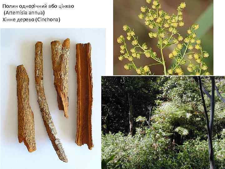 Полин однорічний або цінхао (Artemisia annua) Хінне дерево (Cinchona) 
