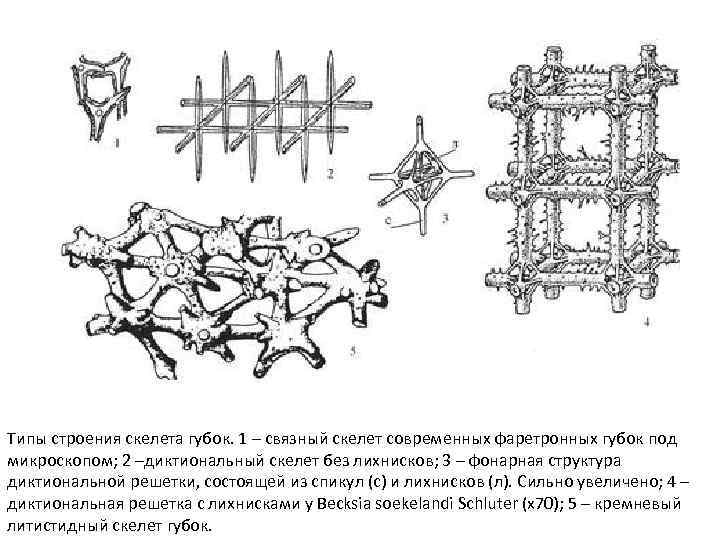 Типы строения скелета губок. 1 – связный скелет современных фаретронных губок под микроскопом; 2