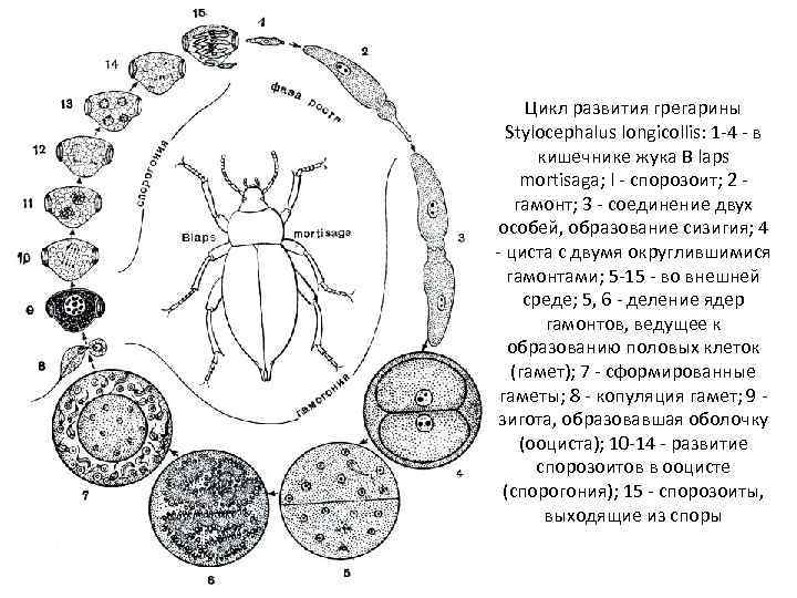 Цикл развития грегарины Stylocephalus longicollis: 1 -4 - в кишечнике жука В laps mortisaga;
