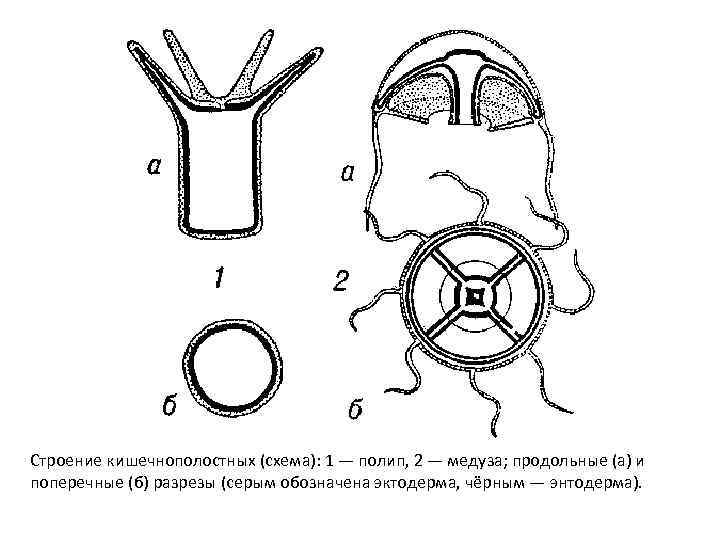 Строение кишечнополостных (схема): 1 — полип, 2 — медуза; продольные (а) и поперечные (б)