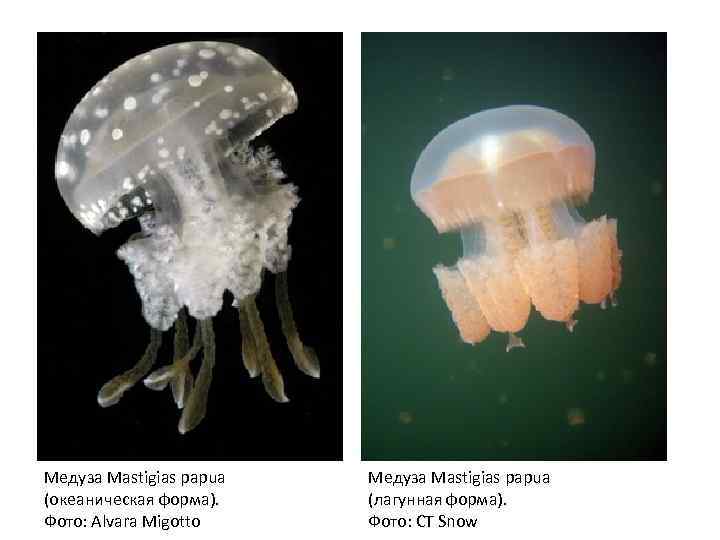 Медуза Mastigias papua (океаническая форма). Фото: Alvara Migotto Медуза Mastigias papua (лагунная форма). Фото: