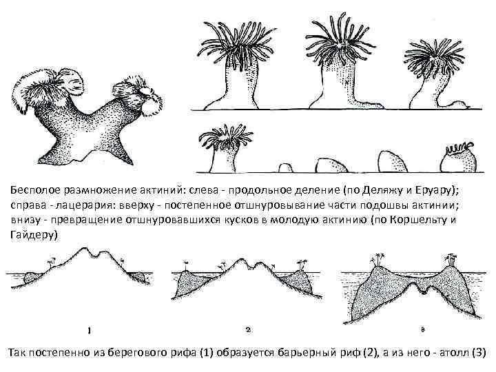 Бесполое размножение актиний: слева - продольное деление (по Деляжу и Еруару); справа - лацерария: