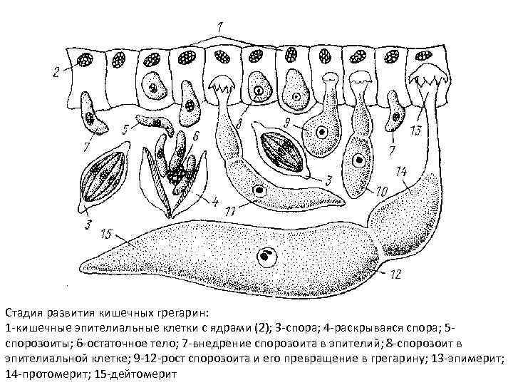 Стадия развития кишечных грегарин: 1 -кишечные эпителиальные клетки с ядрами (2); 3 -спора; 4