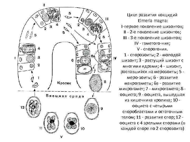 Цикл развития кокцидий Eimeria magna: I-первое поколение шизонтов; II - 2 -е поколение шизонтов;