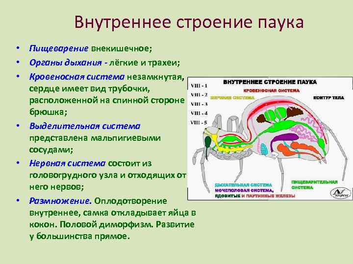 Пищеварительная система паукообразных