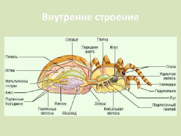 Внутренне строение 