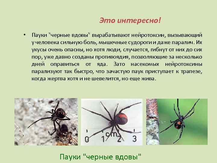 Это интересно! • Пауки "черные вдовы" вырабатывают нейротоксин, вызывающий у человека сильную боль, мышечные