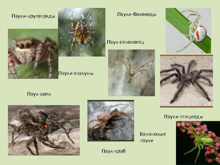 Паукообразные примеры. Паукообразные сенокосцы представители. Отряд сенокосцы представители. Представители класс паукообразные сенокосцы. Систематика паука сенокосца.