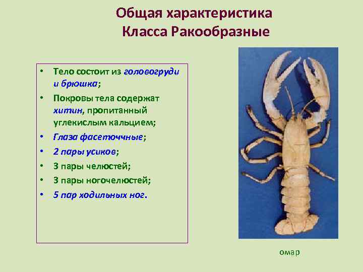 Краткая характеристика ракообразных