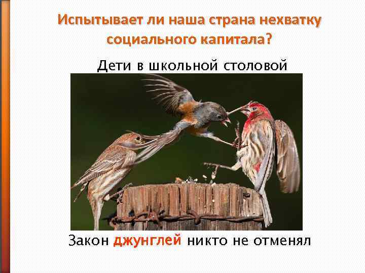 Испытывает ли наша страна нехватку социального капитала? Дети в школьной столовой Закон джунглей никто