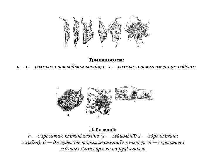 Трипаносома: а — в — розмноження поділом навпіл; г—е — розмноження множинним поділом Лейшмавії: