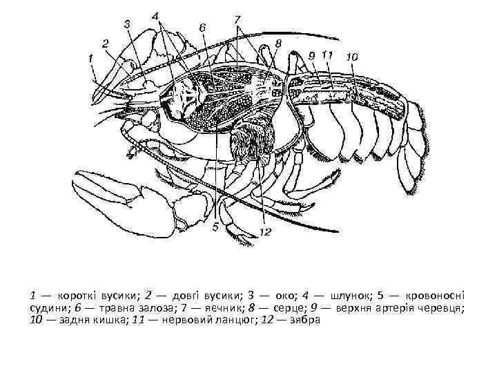 1 — короткі вусики; 2 — довгі вусики; 3 — око; 4 — шлунок;