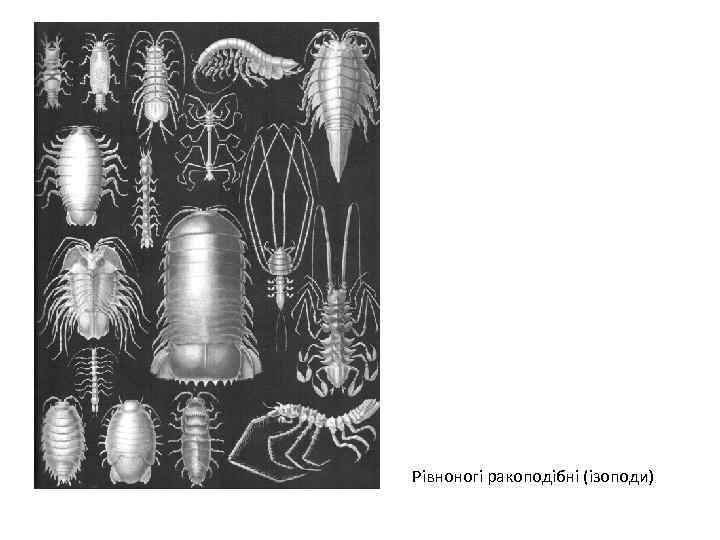 Рівноногі ракоподібні (ізоподи) 