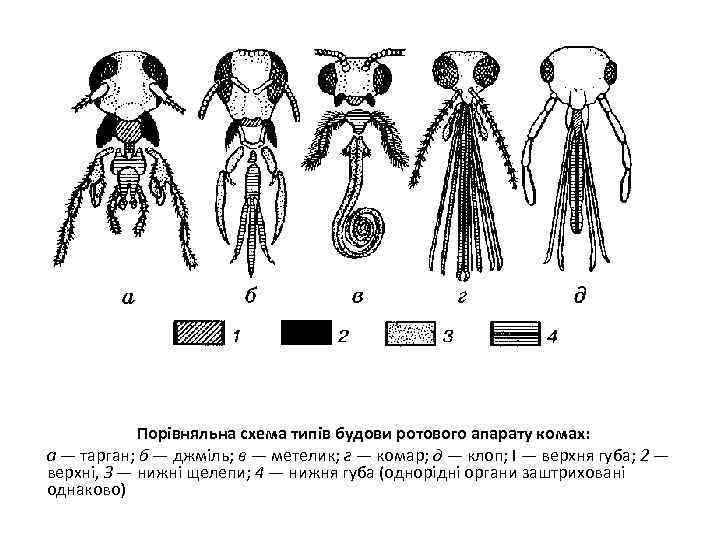 Порівняльна схема типів будови ротового апарату комах: а — тарган; б — джміль; в