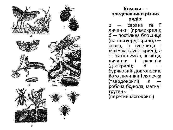 Комахи — представники різних рядів: а — сарана та її личинки (прямокрилі); б —