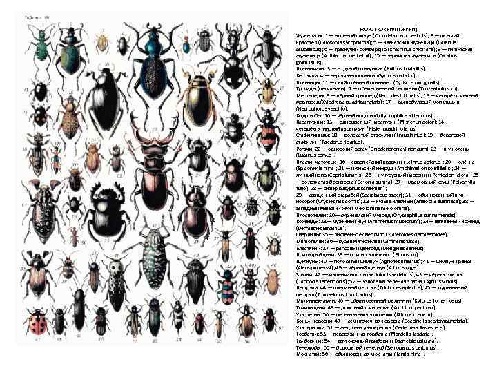 ЖОРСТКОКРИЛІ (ЖУКИ). Жужелицы: 1 — нолевой скакун (Cicindela с am pest r is); 2