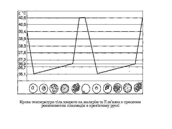 Крива температури тіла хворого на малярію та її зв'язок з процесом розмноження плазмодія в