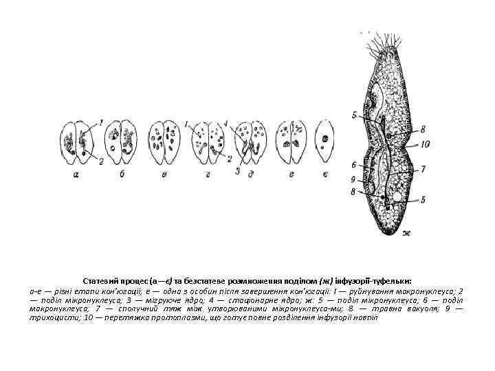 Статевий процес (а—є) та безстатеве розмноження поділом (ж) інфузорії туфельки: а е — різні