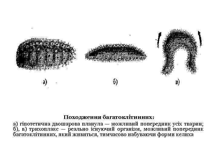 Походження багатоклітинних: а) гіпотетична двошарова планула — можливий попередник усіх тварин; б), в) трихоплакс