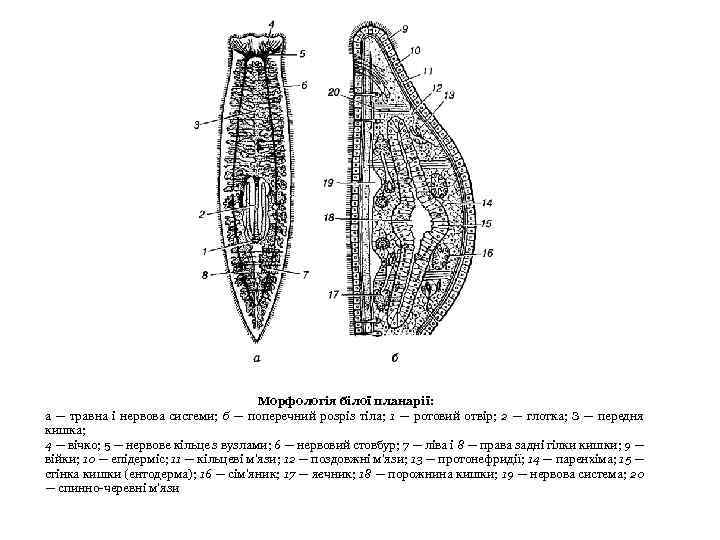 Морфологія білої планарії: а — травна і нервова системи; б — поперечний розріз тіла;