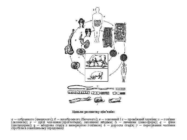 Цикли розвитку ціп'яків: а — озброєного (свинячого); б — неозброєного (бичачого); в — основний