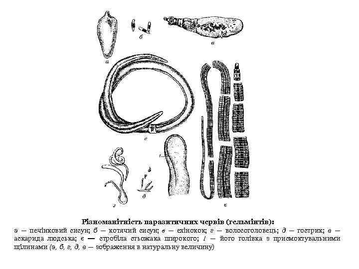 Різноманітність паразитичних червів (гельмінтів): а — печінковий сисун; б — котячий сисун; в —