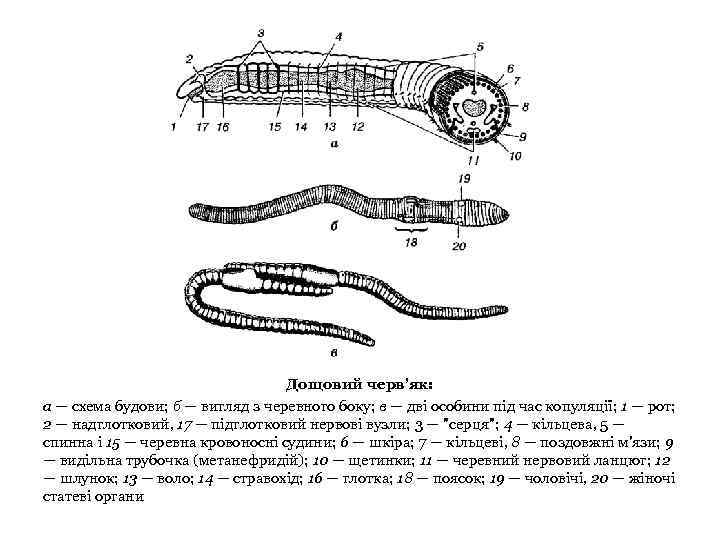 Дощовий черв'як: а — схема будови; б — вигляд з черевного боку; в —