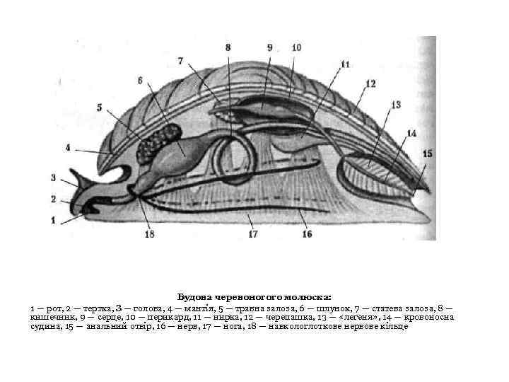 Будова черевоногого молюска: 1 — рот, 2 — тертка, З — голова, 4 —