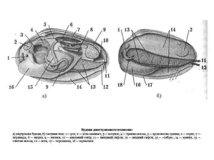 Будова двостулкового молюска: а) внутрішня будова, б) частини тіла: 1 — рот, 2 —