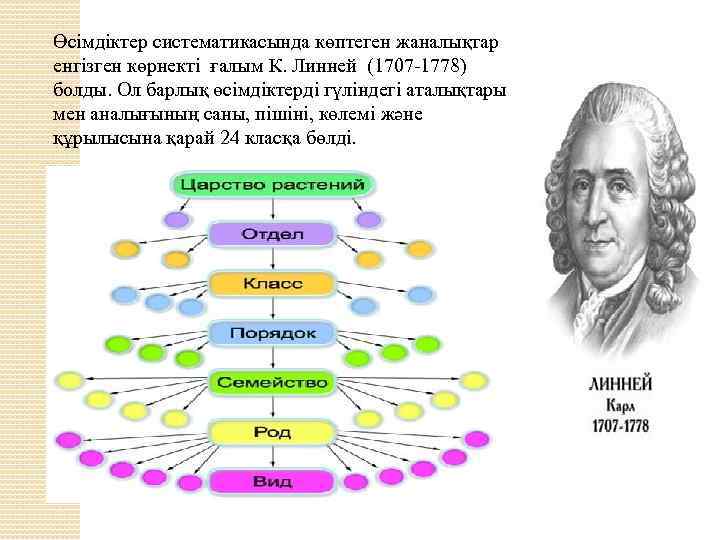 Өсiмдiктер систематикасында көптеген жаналықтар енгiзген көрнектi ғалым К. Линней (1707 -1778) болды. Ол барлық