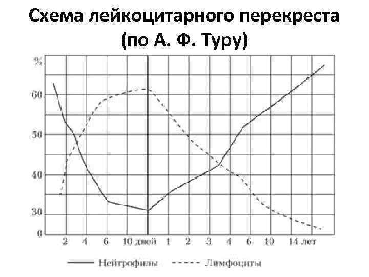 Схема лейкоцитарного перекреста (по А. Ф. Туру) 