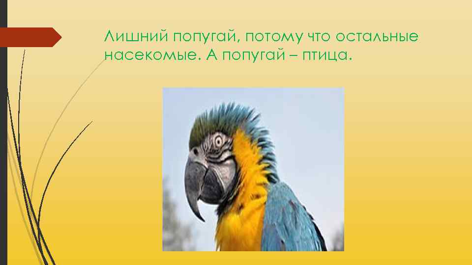 Лишний попугай, потому что остальные насекомые. А попугай – птица. 