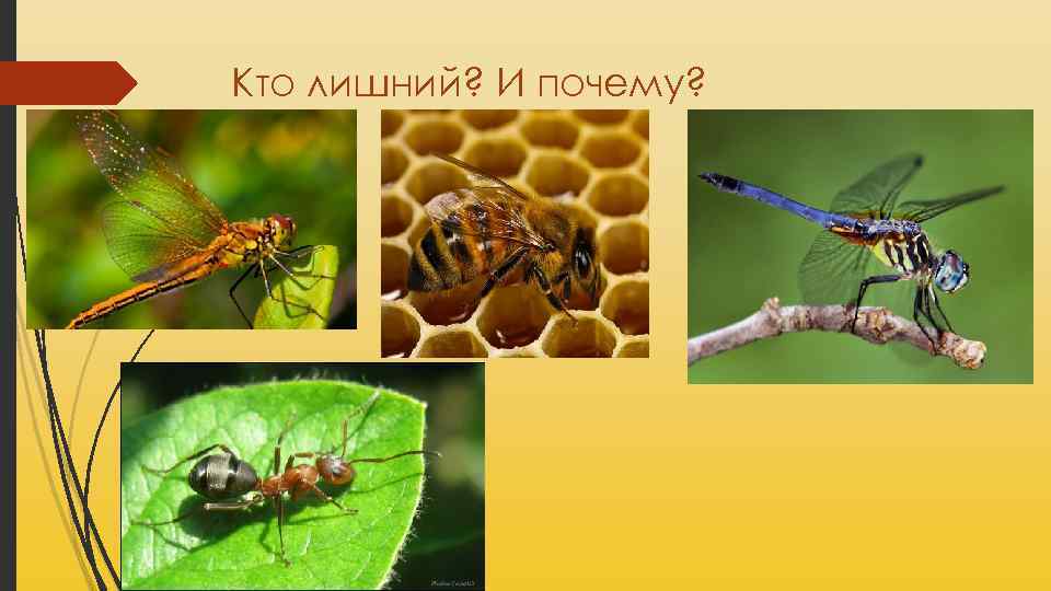 Кто лишний? И почему? 