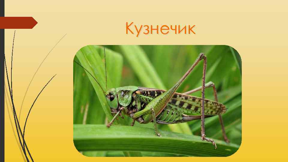 Кузнечик 