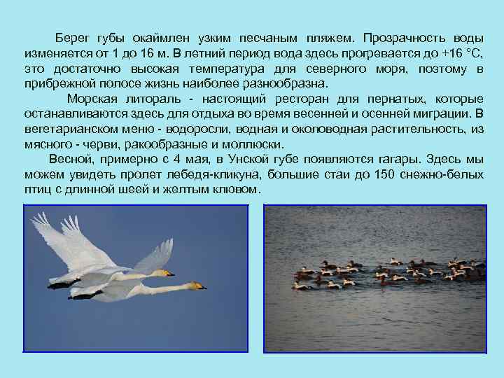 Берег губы окаймлен узким песчаным пляжем. Прозрачность воды изменяется от 1 до 16 м.