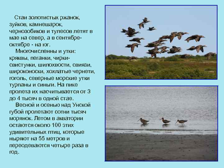Стаи золотистых ржанок, зуйков, камнешарок, чернозобиков и тулесов летят в мае на север, а