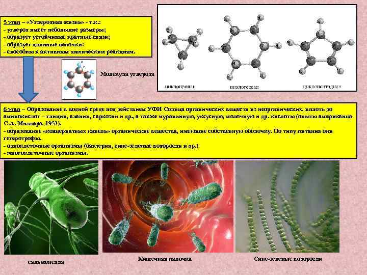 5 этап – «Углеродная жизнь» - т. к. : - углерод имеет небольшие размеры;