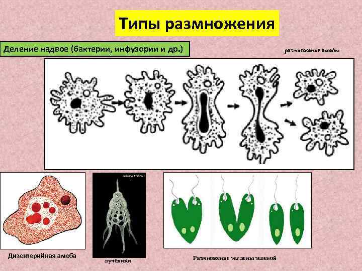 Типы размножения Деление надвое (бактерии, инфузории и др. ) Дизентерийная амеба лучевики размножение амебы