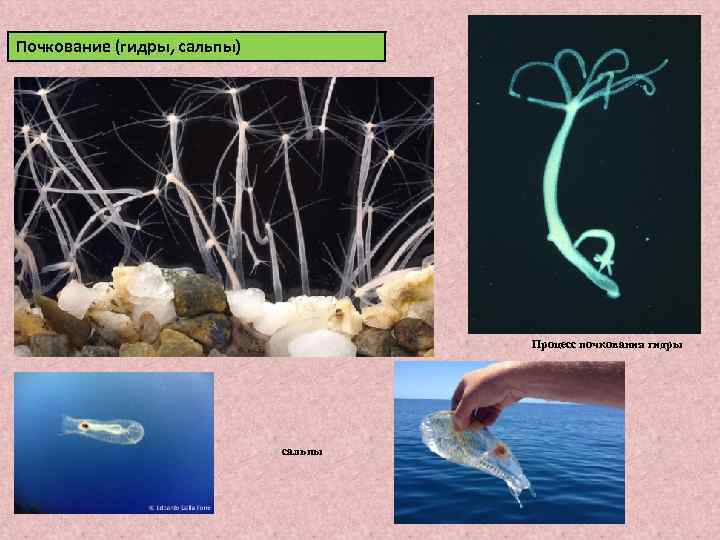 Почкование (гидры, сальпы) Процесс почкования гидры сальпы 