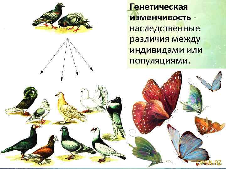 Генетическая изменчивость - наследственные различия между индивидами или популяциями. 