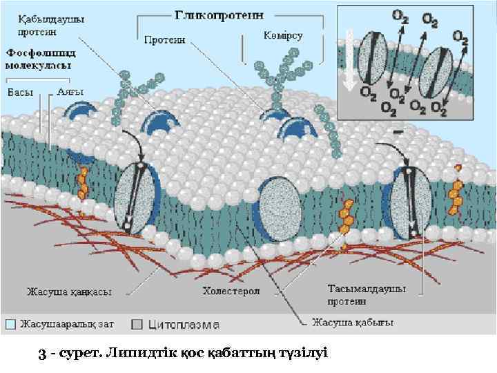 3 - сурет. Липидтік қос қабаттың түзілуі 