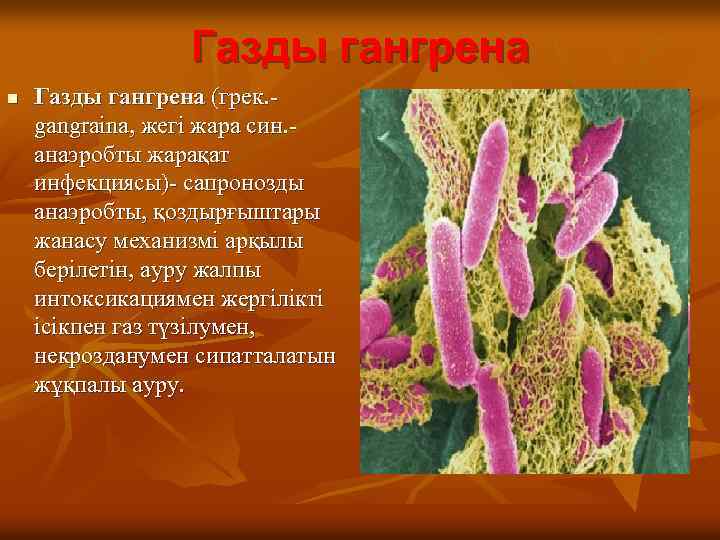 Газды гангрена n Газды гангрена (грек. gangraina, жегі жара син. анаэробты жарақат инфекциясы)- сапронозды