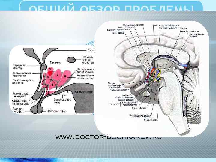 ОБЩИЙ ОБЗОР ПРОБЛЕМЫ РАССЕЯННОГО СКЛЕРОЗА 