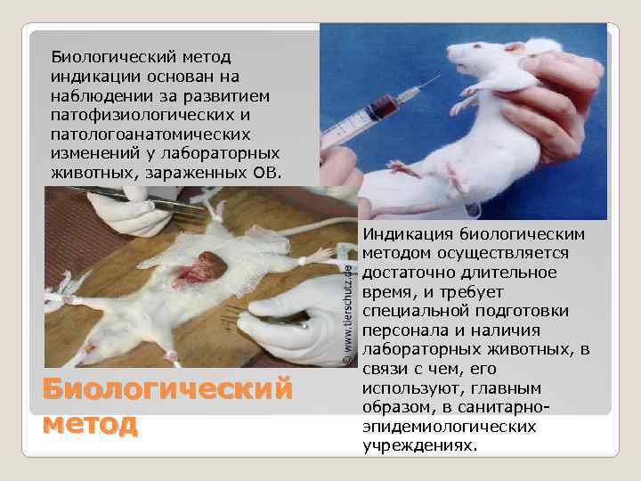Биологический метод индикации основан на наблюдении за развитием патофизиологических и патологоанатомических изменений у лабораторных