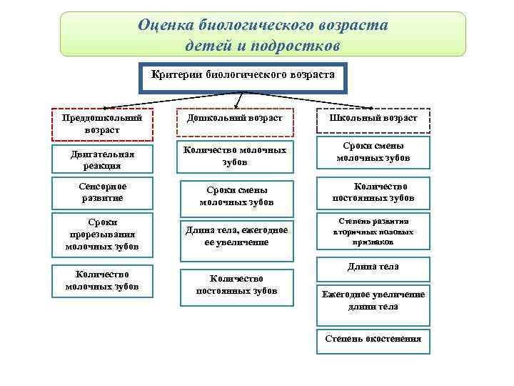 Оценка биологического возраста детей и подростков Критерии биологического возраста Преддошкольний возраст Дошкольний возраст Школьный