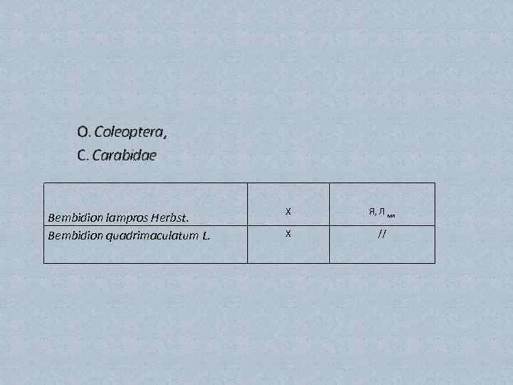 О. Coleoptera, C. Carabidae Bembidion lampros Herbst. Bembidion quadrimaculatum L. Х Я, Л мл