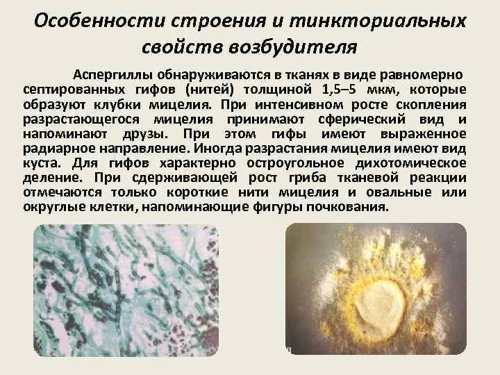 Особенности строения и тинкториальных свойств возбудителя Аспергиллы обнаруживаются в тканях в виде равномерно септированных