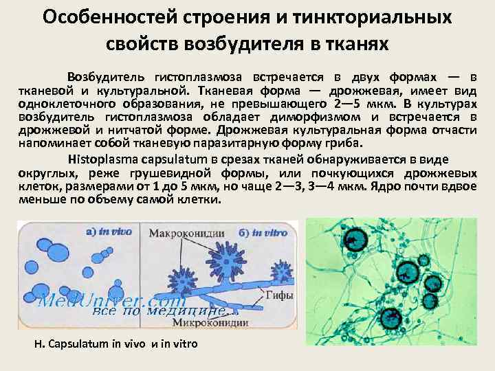Особенностей строения и тинкториальных свойств возбудителя в тканях Возбудитель гистоплазмоза встречается в двух формах