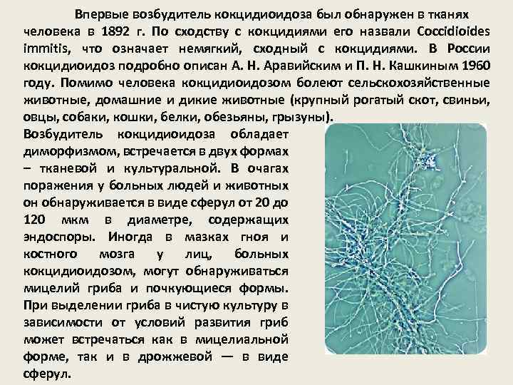 Впервые возбудитель кокцидиоидоза был обнаружен в тканях человека в 1892 г. По сходству с